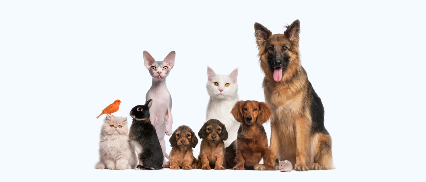 Marketing para pet shop