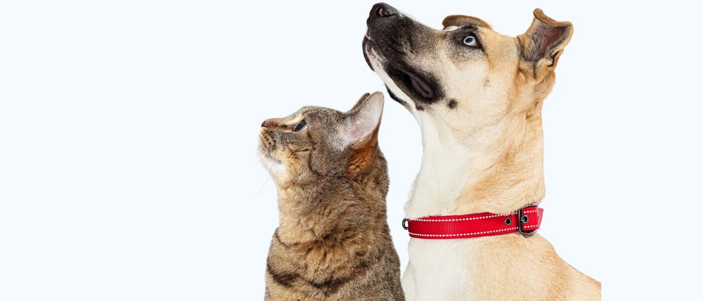 Marketing para pet shop