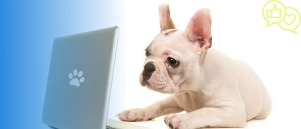 Redes sociais para o mercado pet